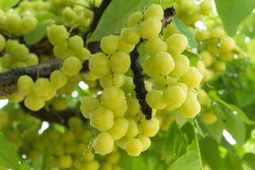 Star Gooseberry on the tree,wet