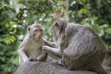 Two monkeys looking for lice