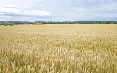 ears of wheat before the harvest