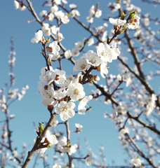 Spring flowering of trees