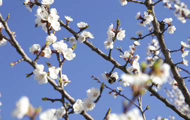 Spring flowering of trees
