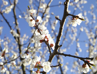 Spring flowering of trees