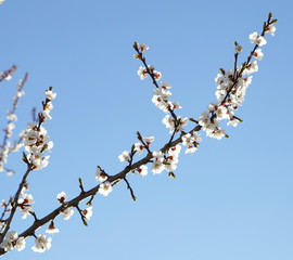 Spring flowering of trees