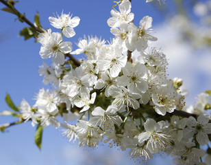 Spring flowering of trees
