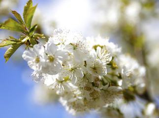 Obraz premium Spring flowering of trees