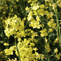  yellow rapeseed field