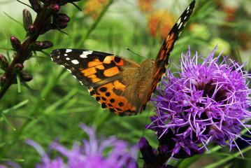 Beautiful Butterfly On Flower