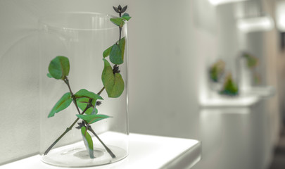 Green Plants In Vase