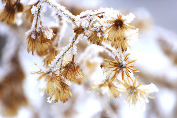  macro photo of winter