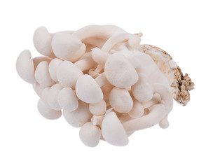 white shimeji mushrooms isolated on white background