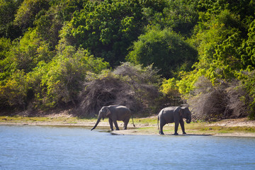 Elefanten im Yala Nationalpark, Sri Lanka