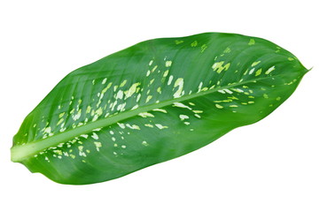 Dumb Cane leaf isolated on white background