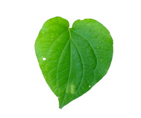 Wildbetal Leafbush or Piper Sarmentosum leaf isolated on white background