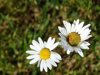 Fototapeta premium chamomile