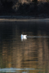 Birdwatching in Sardegna