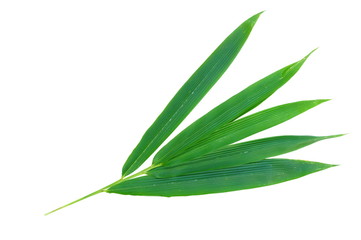 Bamboo leaves isolated on white background