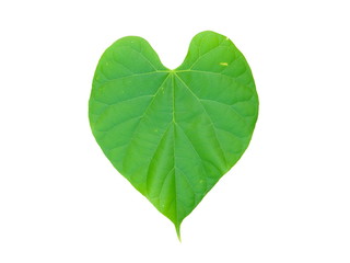 Tinospora Cordifolia or Heart-Leaved Moonseed leaf isolated on white background