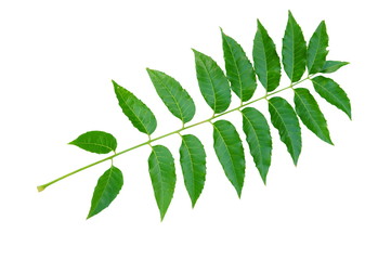 Azadirachta indica or Neem leaf isolated on white background