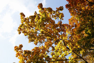  Different views of autumn scenery
