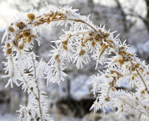 nature in winter
