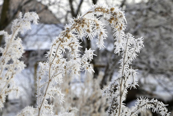 nature in winter