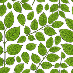 Seamless pattern of beautiful birch, honeysuckle leaves, twig, branches, sketch style vector illustration on white background. Hand drawn honeysuckle twig, birch leaves in seamless pattern