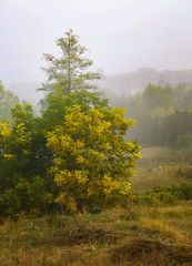  autumn mist