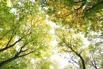  Different views of autumn scenery