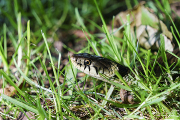 Lauern auf die Beute: Ringelnatter