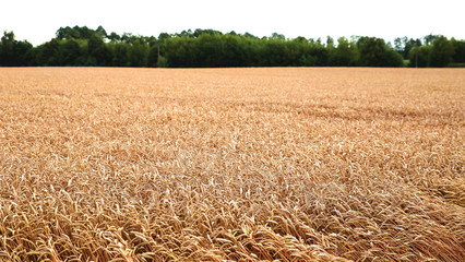  ears of wheat before the harvest