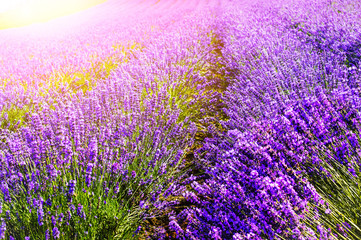 lavender fields in the garden ,furano , Hokkaido in on summer time,Japan