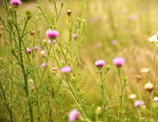 various wild flowers