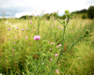 Fototapeta premium various wild flowers