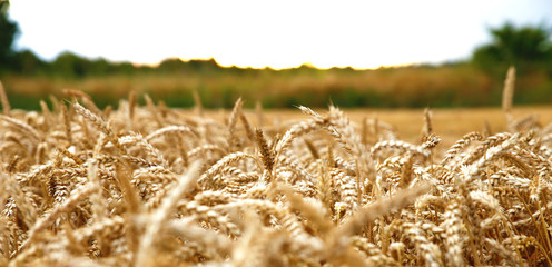 ears of wheat before the harvest