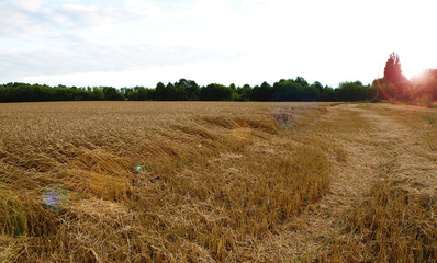  ears of wheat before the harvest