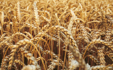  ears of wheat before the harvest