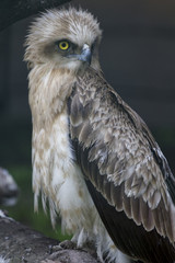 Eagle owl looks into the distance