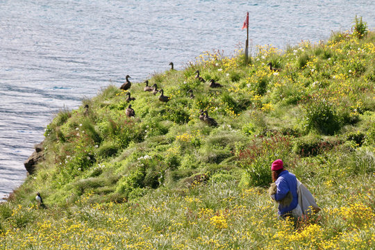 Ernte der Eiderentendaunen auf Island