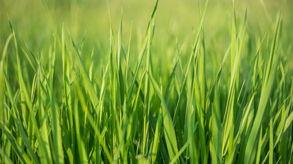 Fototapeta na wymiar Grass Field Natural Blurred Background