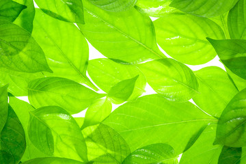 Fototapeta na wymiar Green leaf organic texture background.
