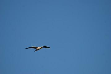 Birdwatching in Sardegna
