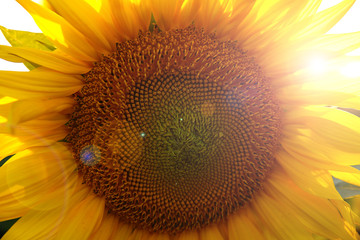 beautiful flower of a sunflower