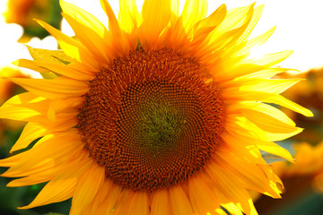 beautiful flower of a sunflower