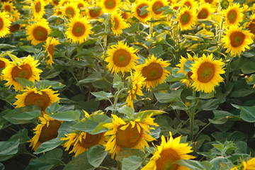 Fototapeta na wymiar beautiful flower of a sunflower