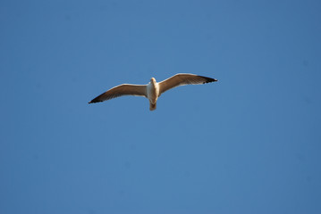 Fototapeta na wymiar Birdwatching in Sardegna