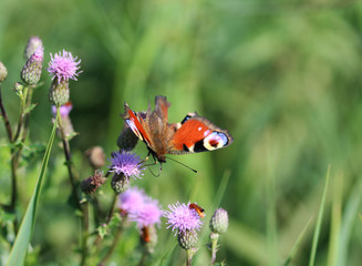 European peacock butterfly	