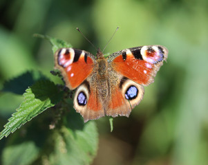 European peacock butterfly	