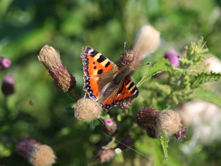 The small tortoiseshell (Aglais urticae)	