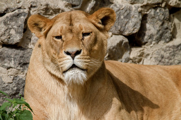 Fototapeta na wymiar animal is an adult lioness lying and staring