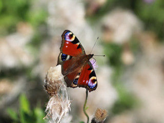 Fototapeta na wymiar European peacock butterfly 